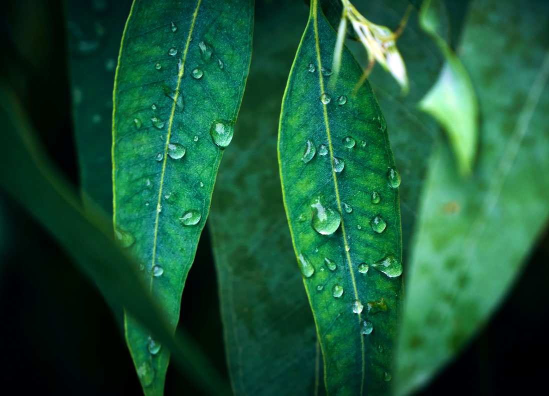 Practice Green Leaves